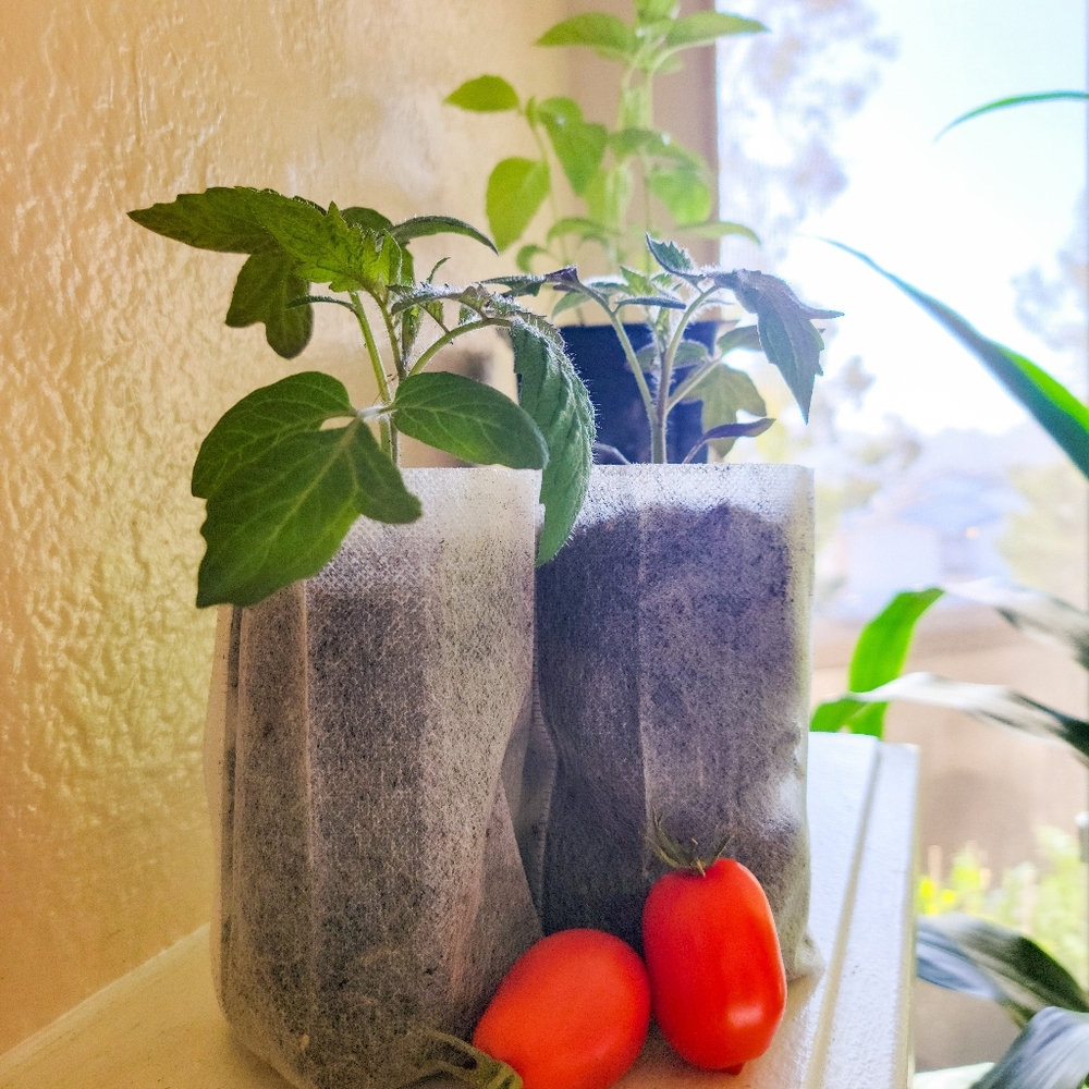 2 Non-GMO Live Plants, Plum Juliet Tomato - Picture 1 of 4